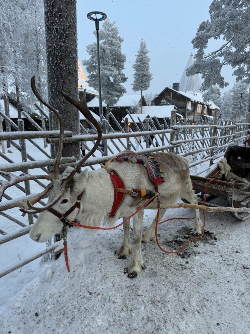 Juletur til Lapland